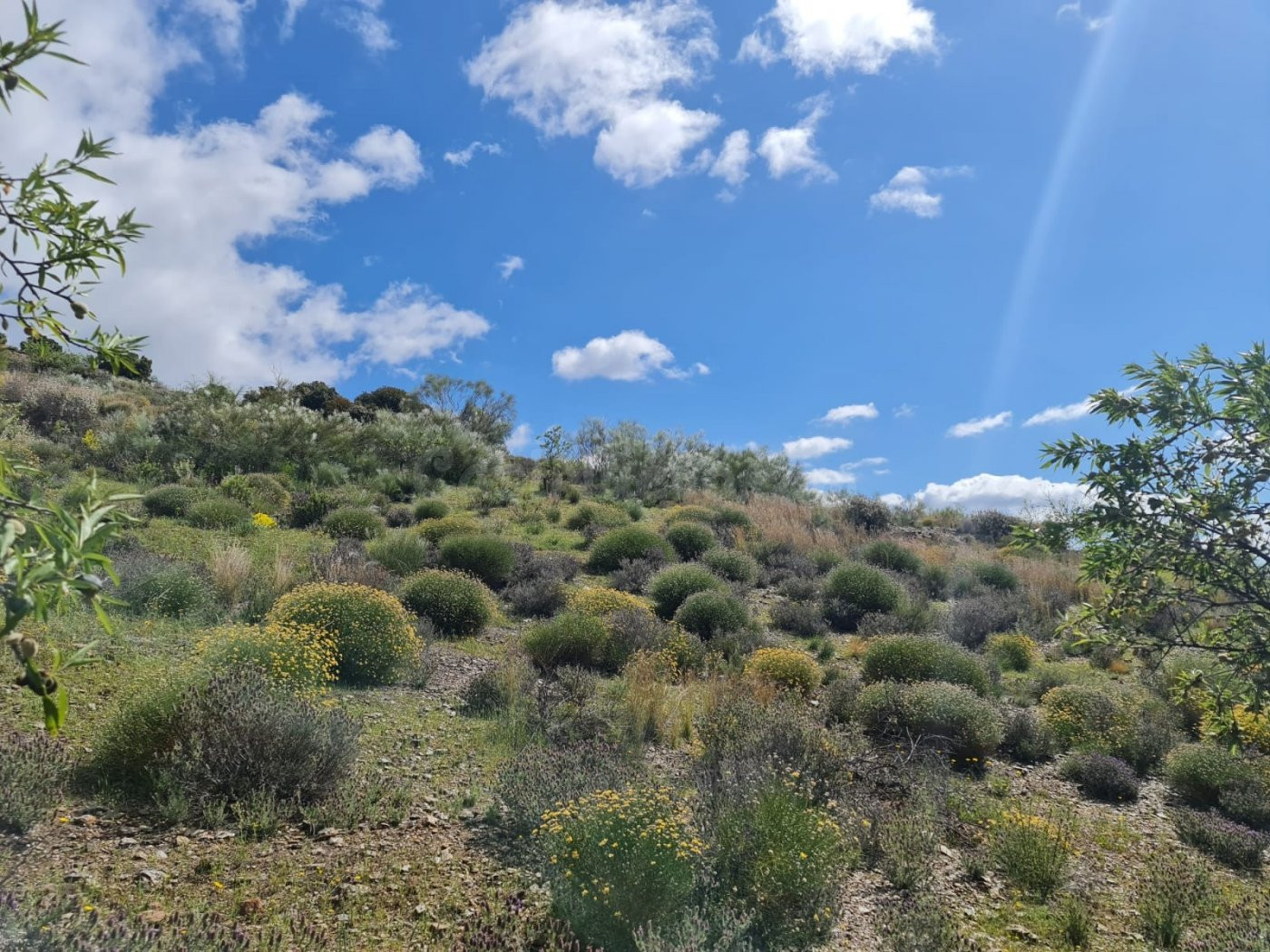 SE VENDE FINCA RUSTICA EN MAIRENA, A 15 MINUTOS DE UGIJAR (6 - foto 4