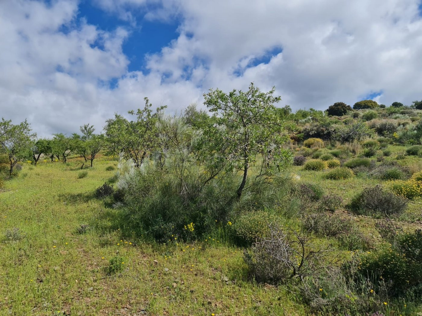 SE VENDE FINCA RUSTICA EN MAIRENA, A 15 MINUTOS DE UGIJAR (6 - foto 5