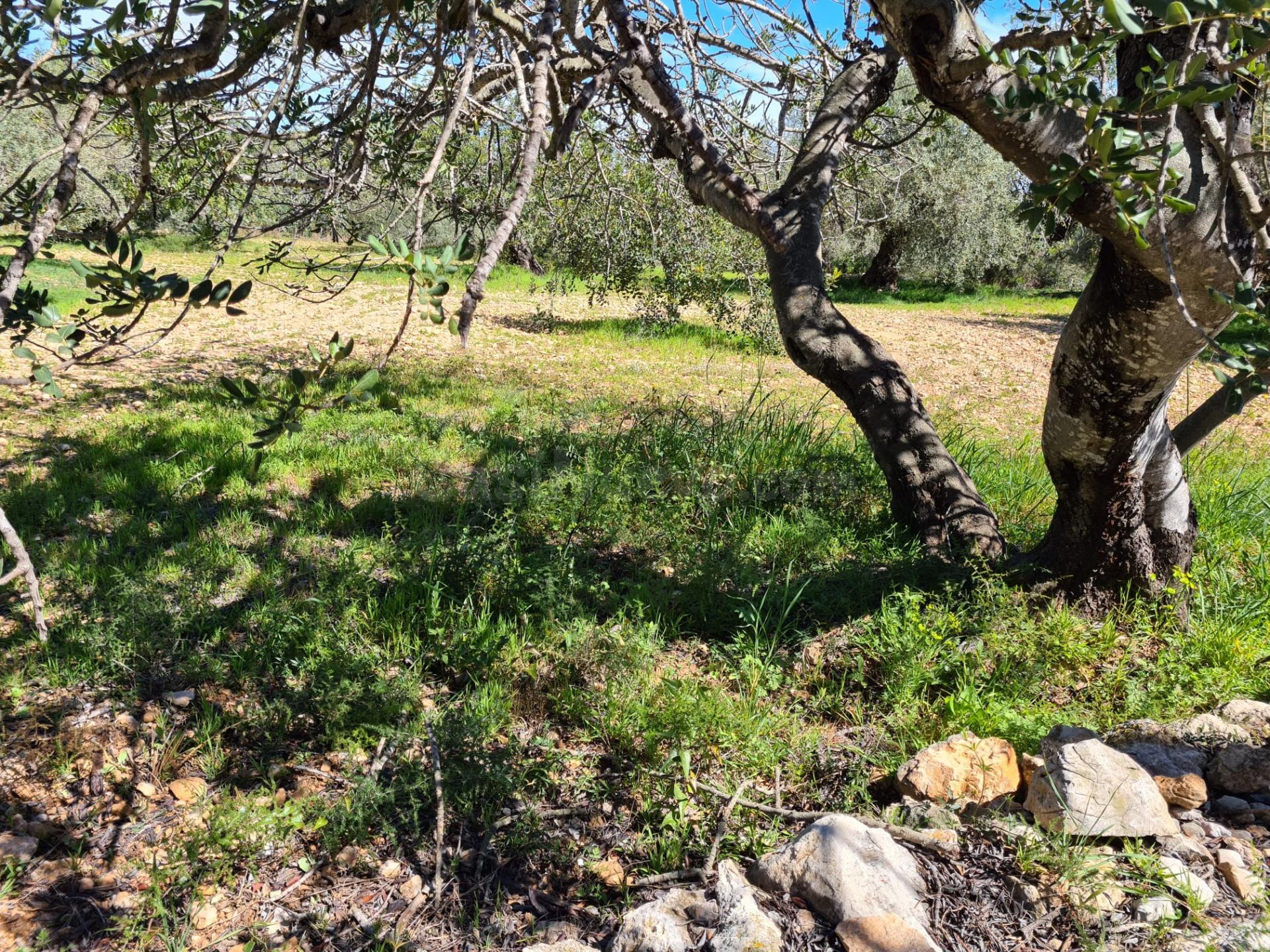Terreno Rural de 28.000 m2 en La Ràpita - foto 2