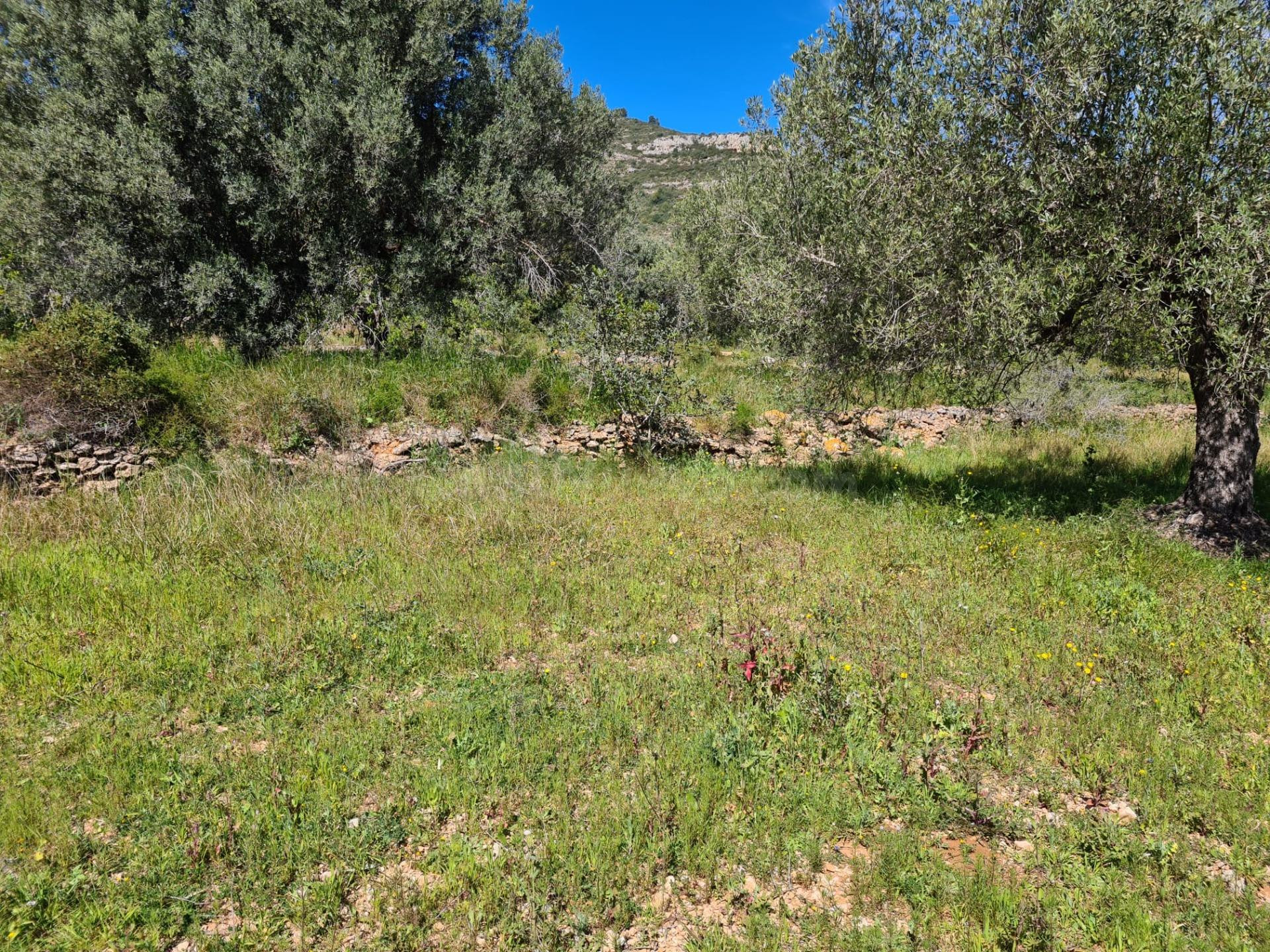 Terreno Rural de 28.000 m2 en La Ràpita - foto 3