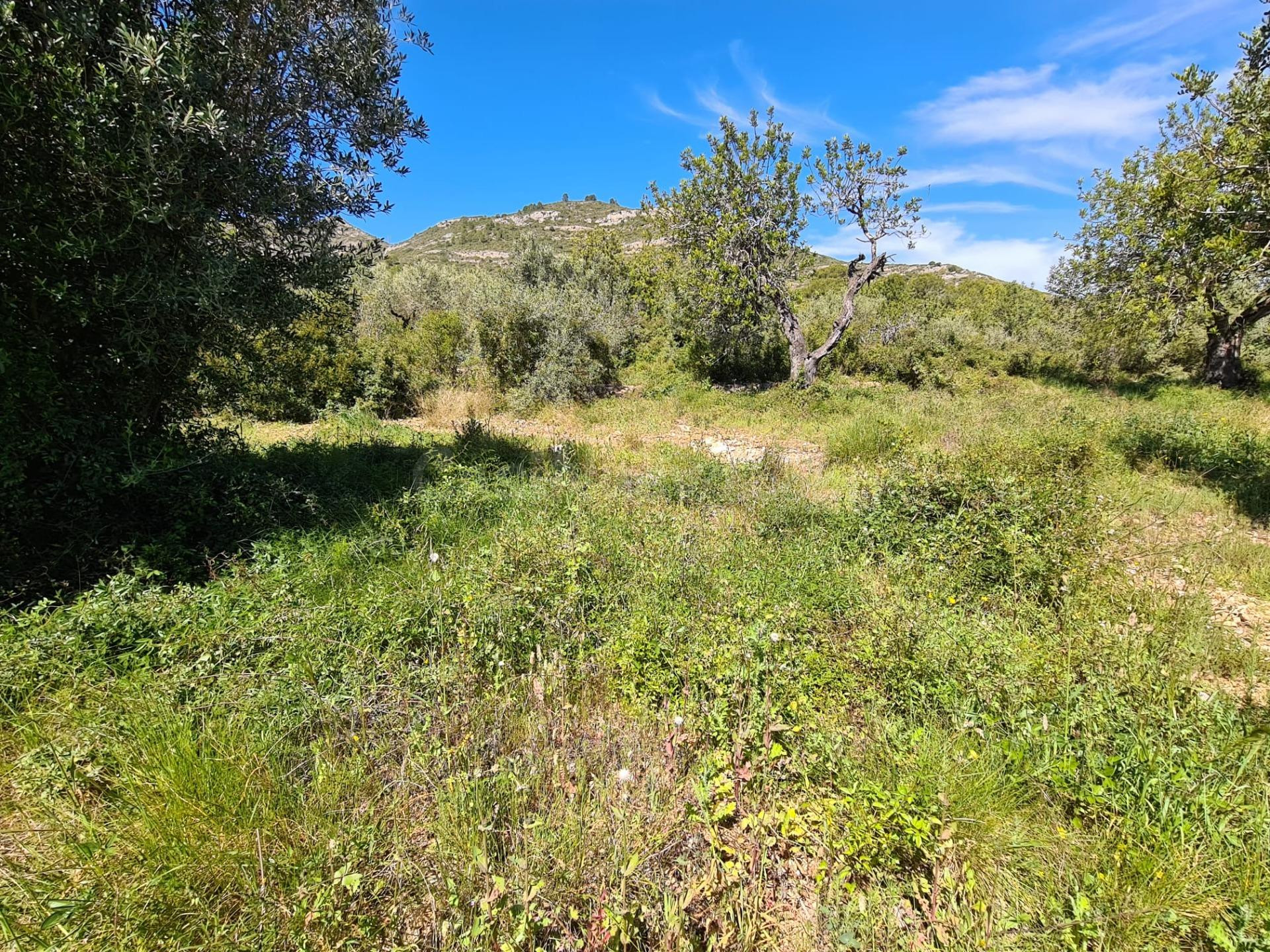 Terreno Rural de 28.000 m2 en La Ràpita - foto 5