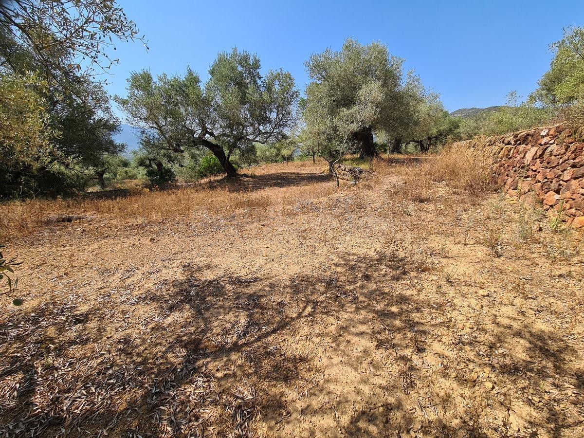 Finca rústica de 27369 m2 en Freginals, la finca dispone de  - foto 4