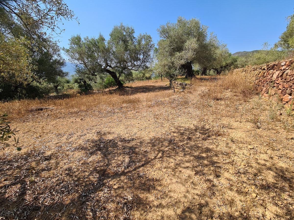 Finca rústica de 27369 m2 en Freginals, la finca dispone de  - foto 5