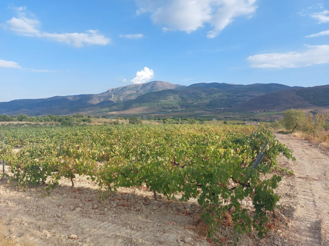 Finca rústica en venta - Laujar de Andarax - foto 4