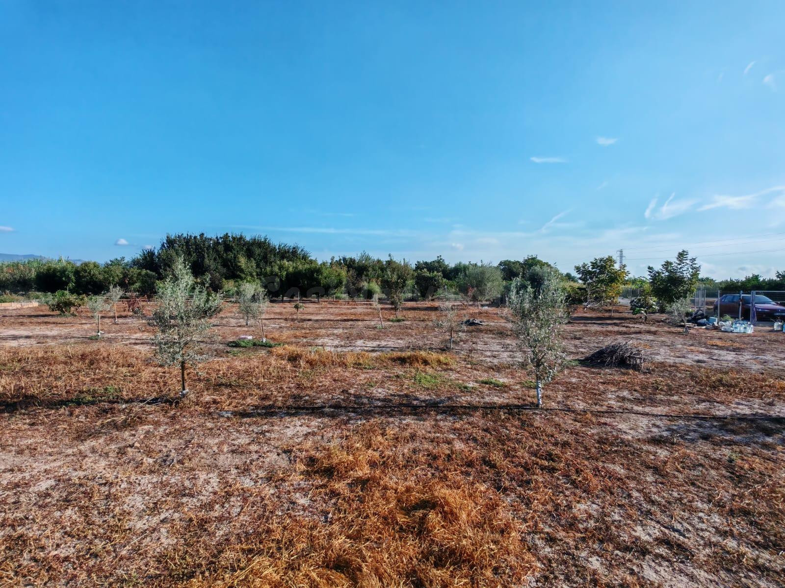 Terreno de cultivo con arboles frutales variados parcela 286 - foto 5