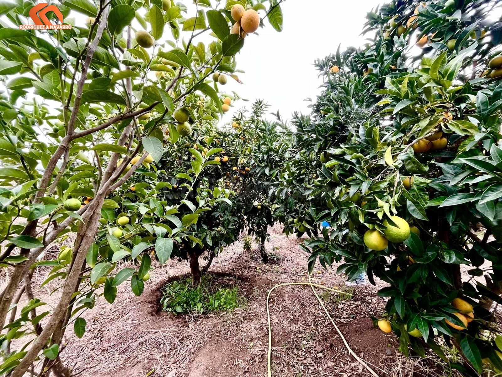 Oportunidad única: Dos viviendas independientes en una finca