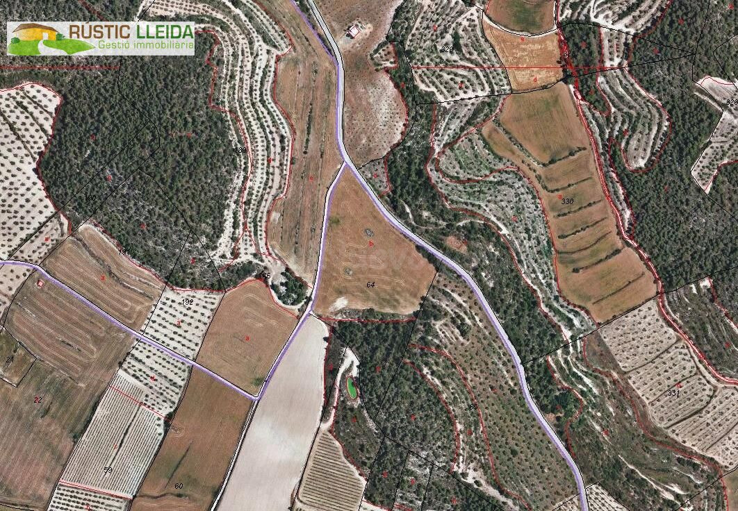 Finca de olivos en el término de Maldà.