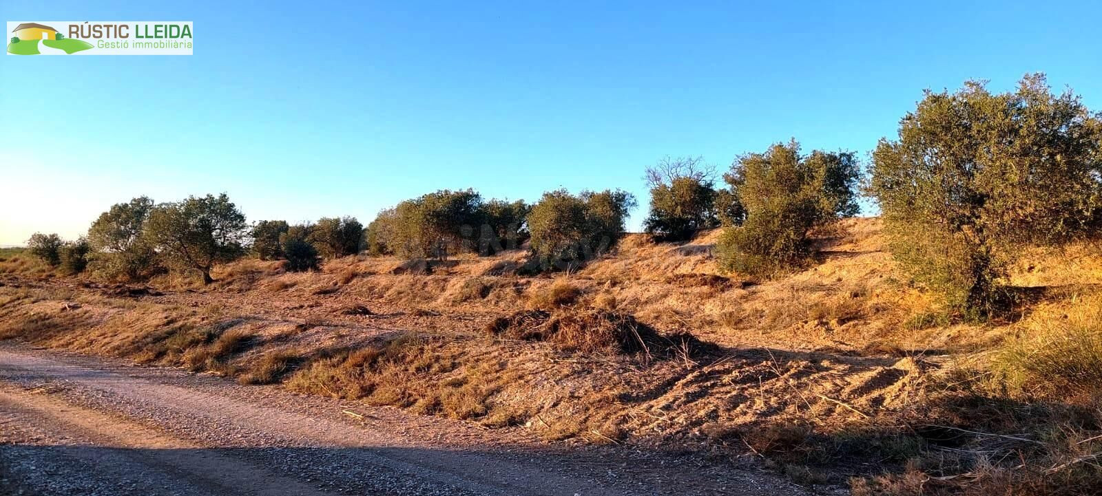 En venta finca rústica de regadío con olivos.