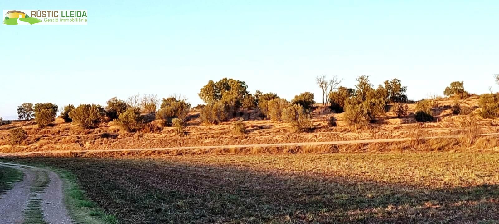 En venta finca rústica de regadío con olivos. - foto 2