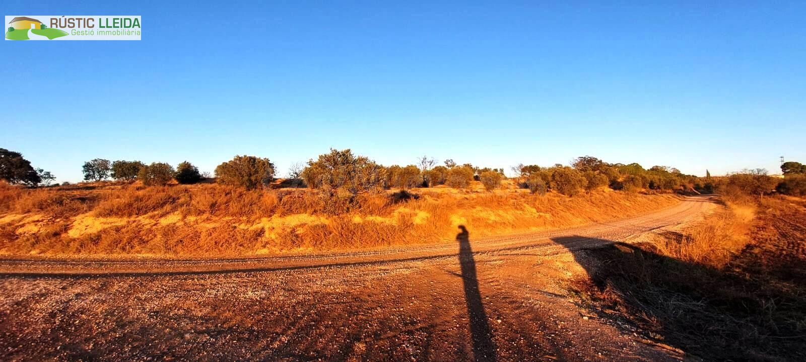 En venta finca rústica de regadío con olivos. - foto 3