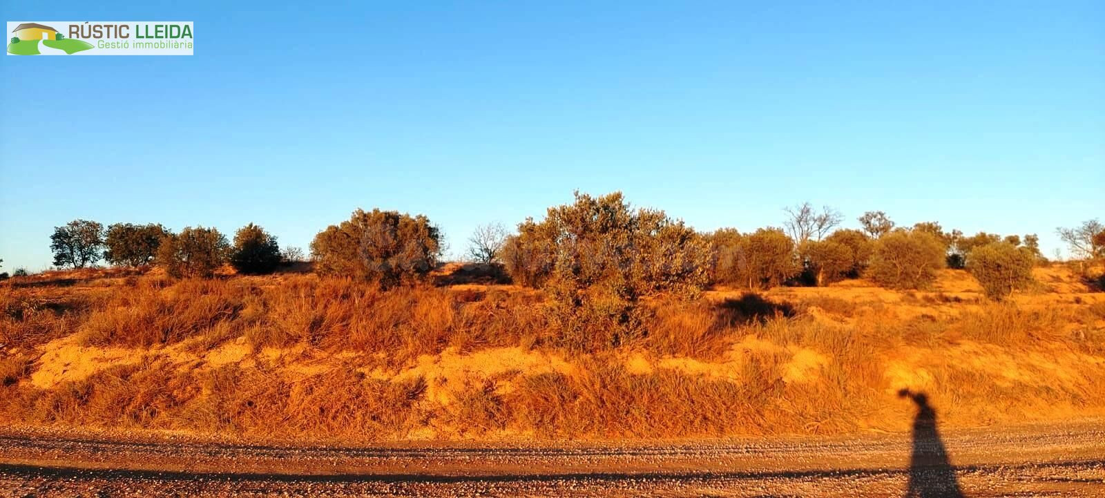 En venta finca rústica de regadío con olivos. - foto 4