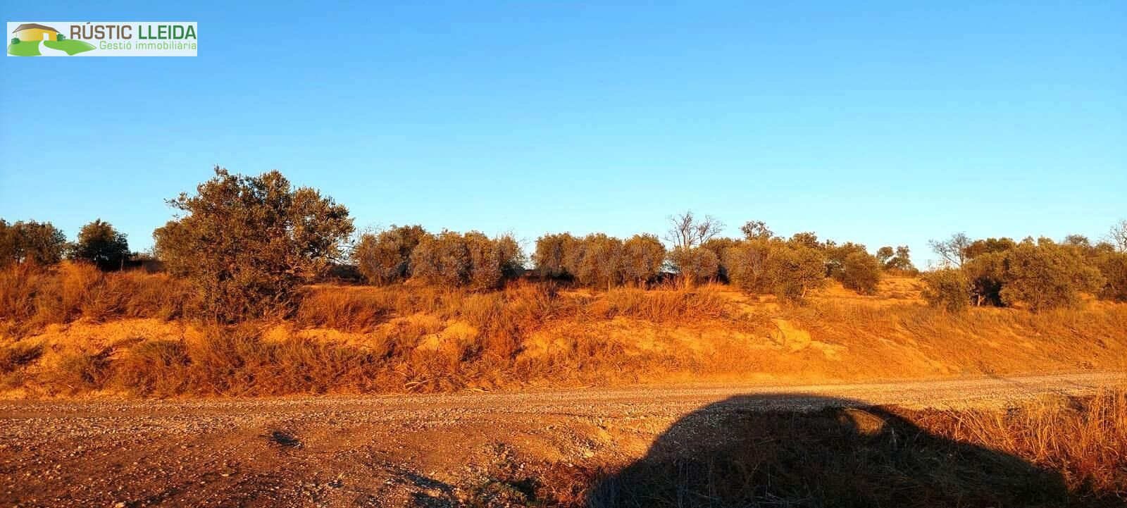 En venta finca rústica de regadío con olivos. - foto 5
