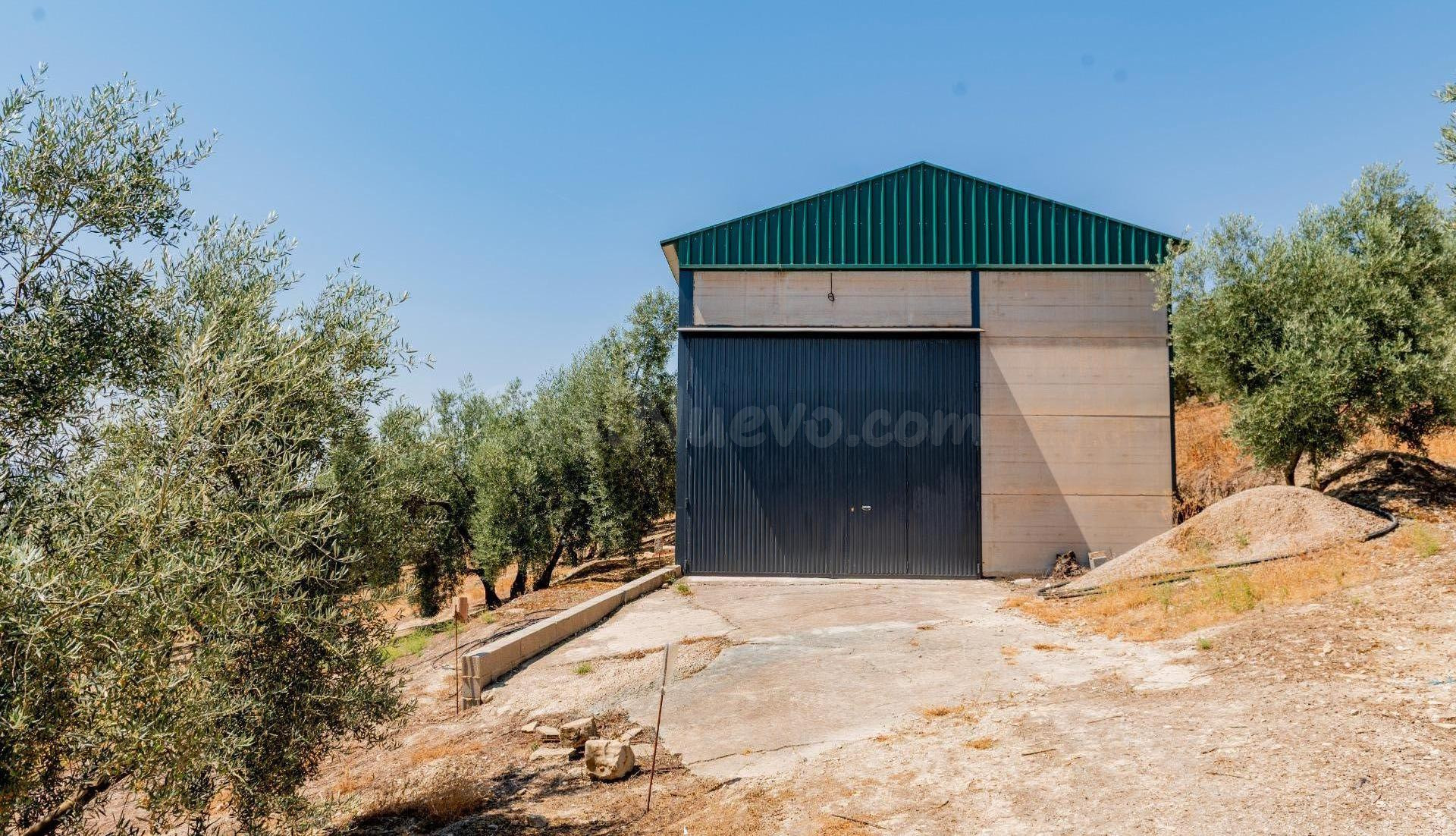 Oportunidad: finca con olivar, con nave de aperos, agua, luz