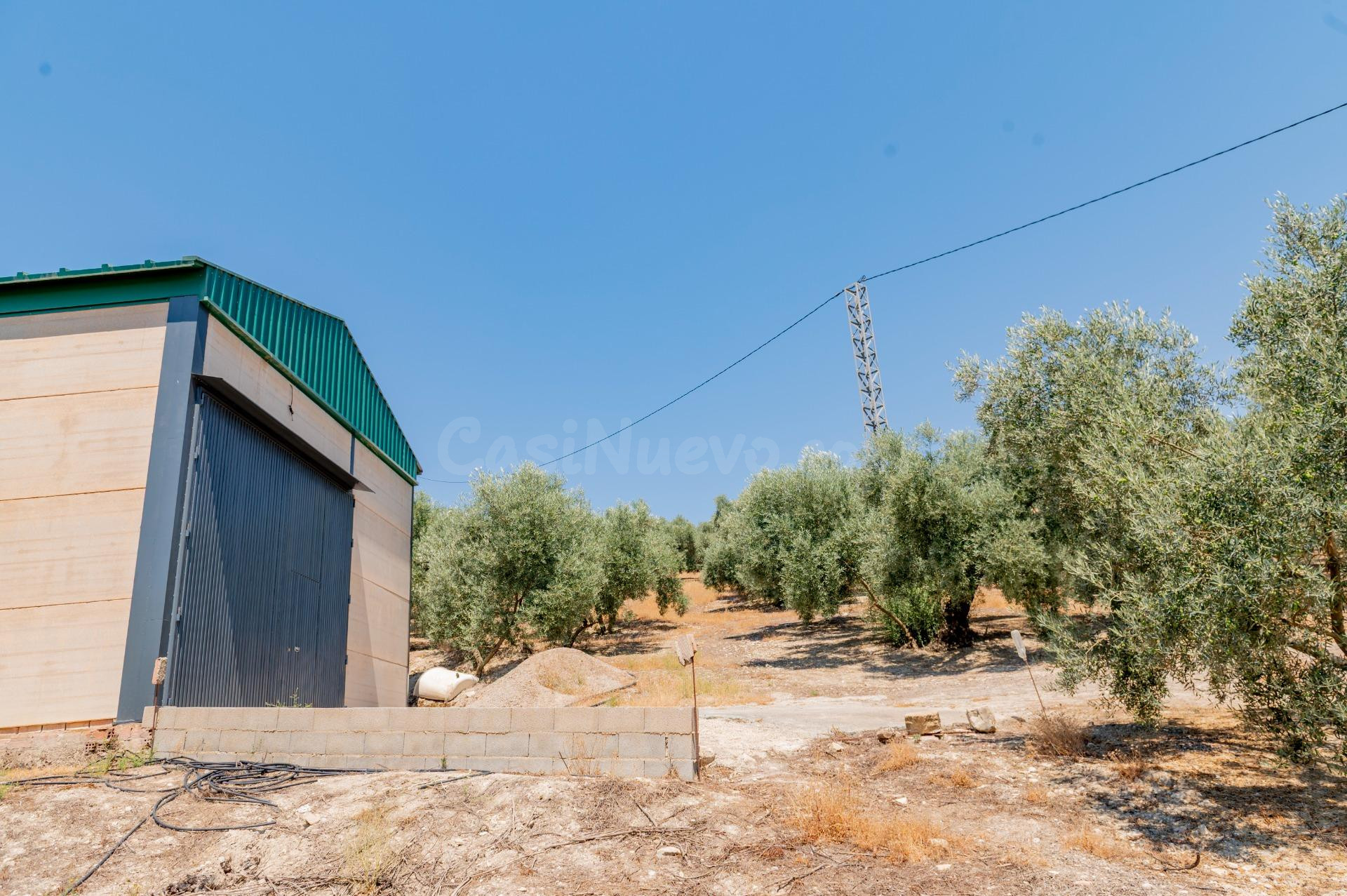 Oportunidad: finca con olivar, con nave de aperos, agua, luz - foto 2