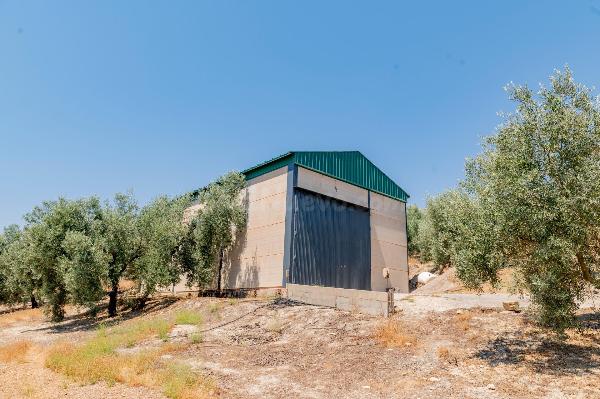 Oportunidad: finca con olivar, con nave de aperos, agua, luz - foto 3