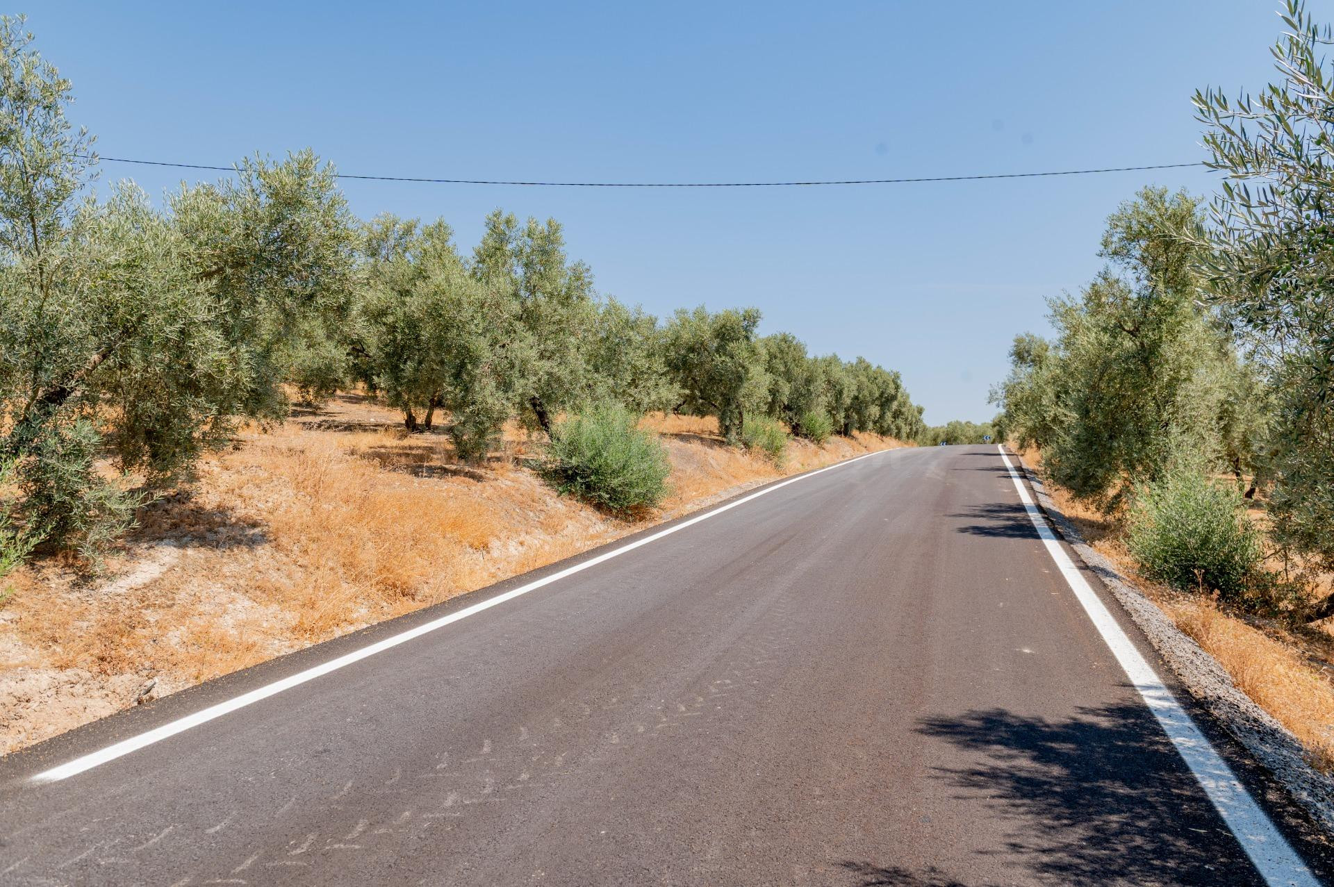 Oportunidad: finca con olivar, con nave de aperos, agua, luz - foto 4