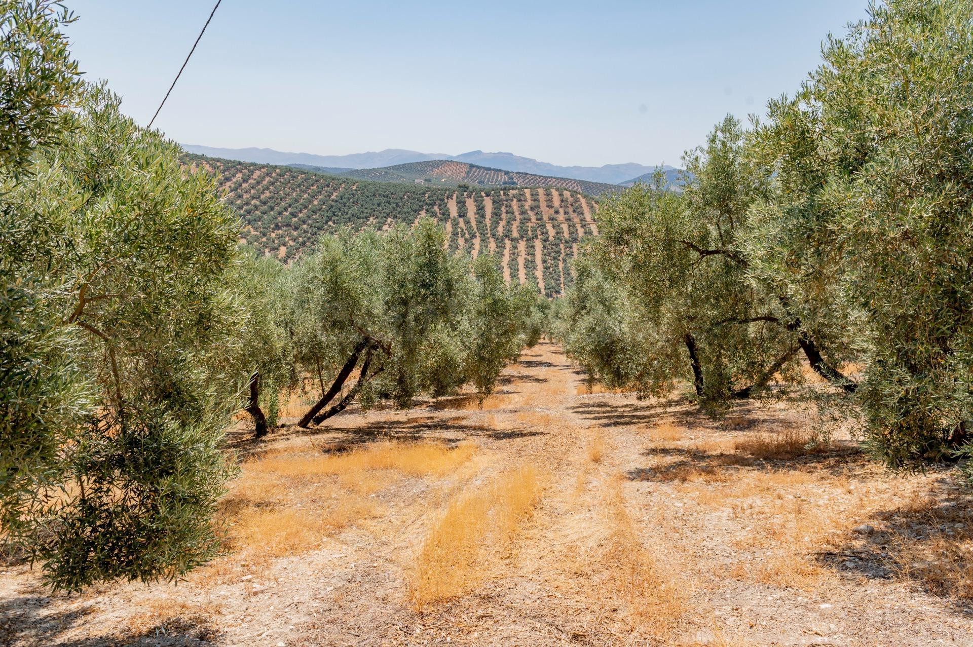 Oportunidad: finca con olivar, con nave de aperos, agua, luz - foto 5