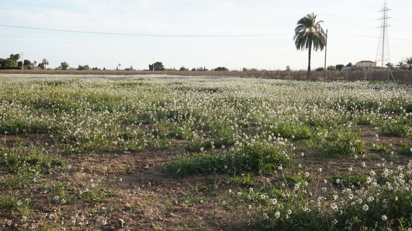 PARCELA VALLADA EN UN LUGAR PRIVILEGIADO ENTRE ELCHE Y SANTA POLA! - foto 2