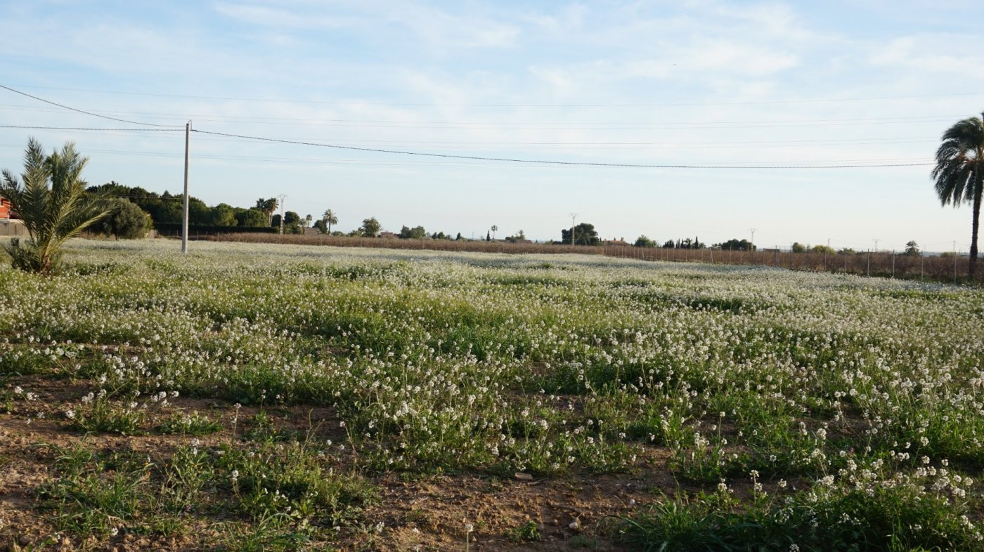 PARCELA VALLADA EN UN LUGAR PRIVILEGIADO ENTRE ELCHE Y SANTA POLA! - foto 5