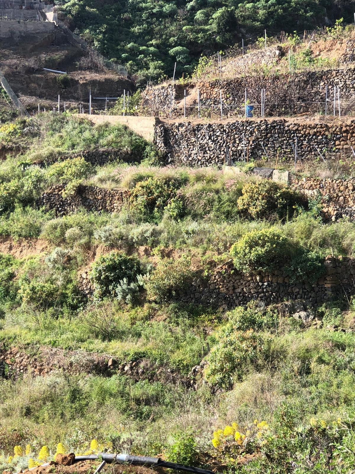 Terreno Guimar - foto 5