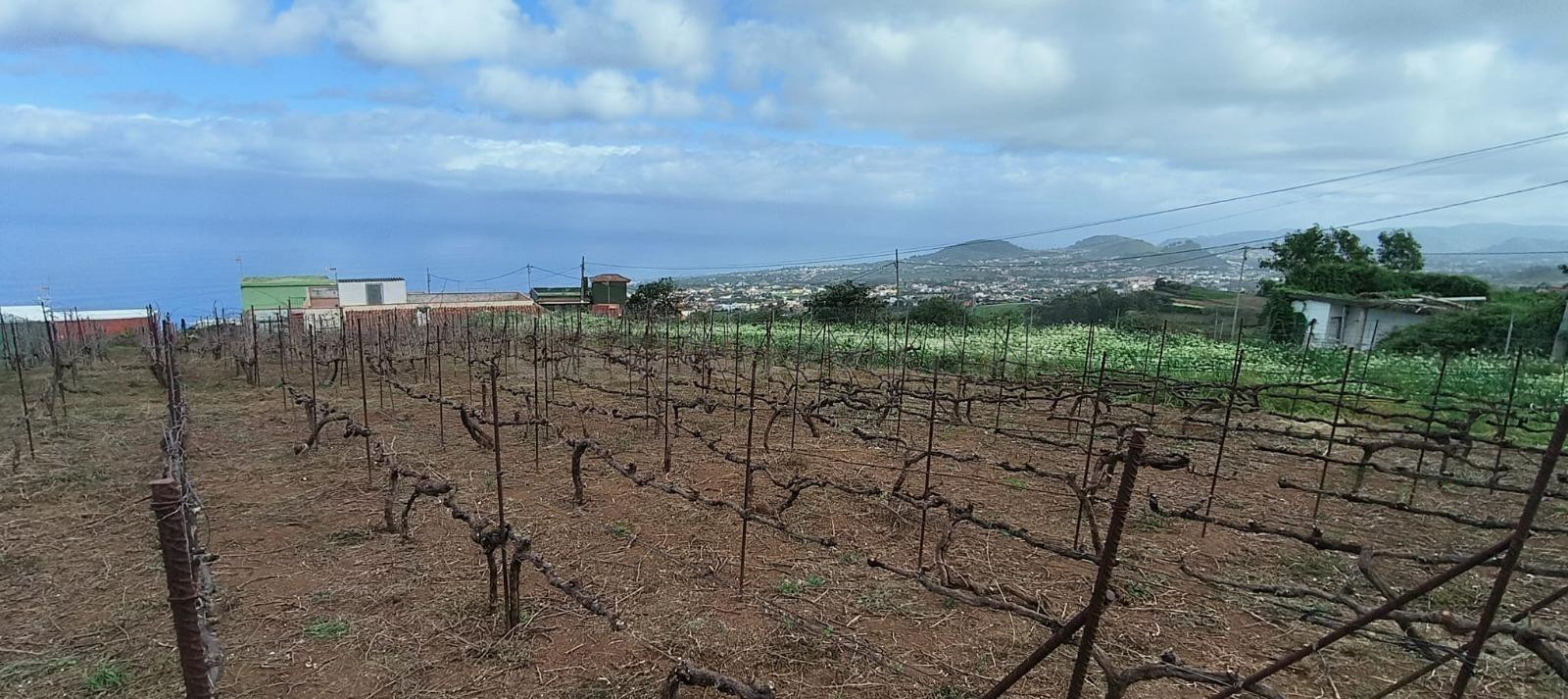 Terreno con viñedos en Ravelo