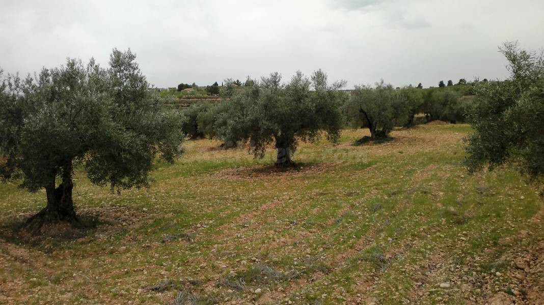 Terreno rural en venta - AYORA