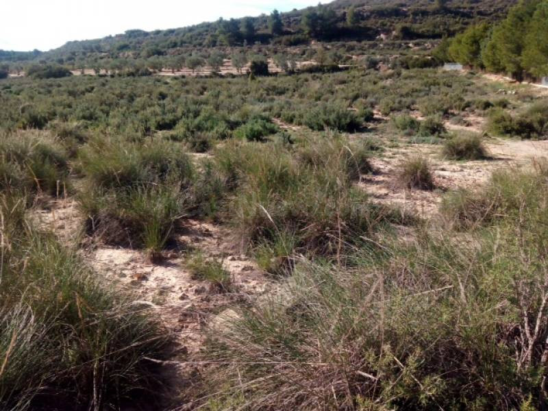 Parcela en venta - Los Espetones