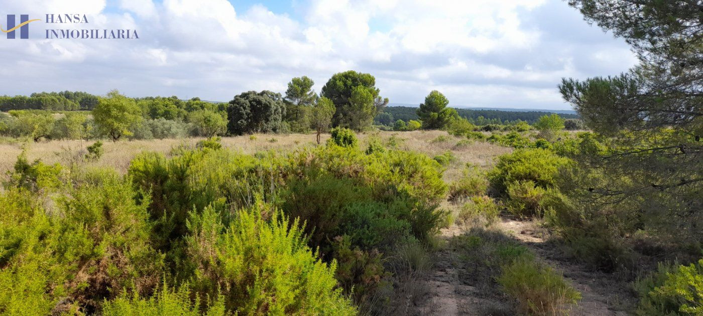 Parcela de terreno en los Pedrones - foto 4