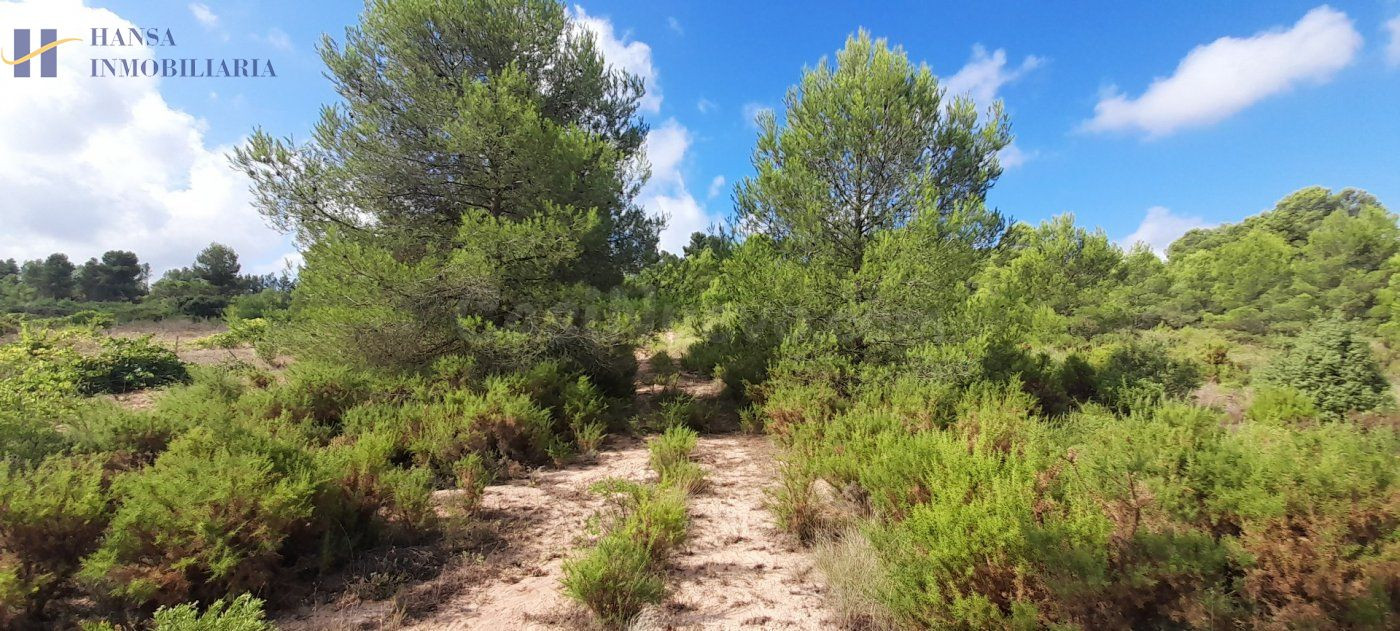 Parcela de terreno en los Pedrones - foto 5