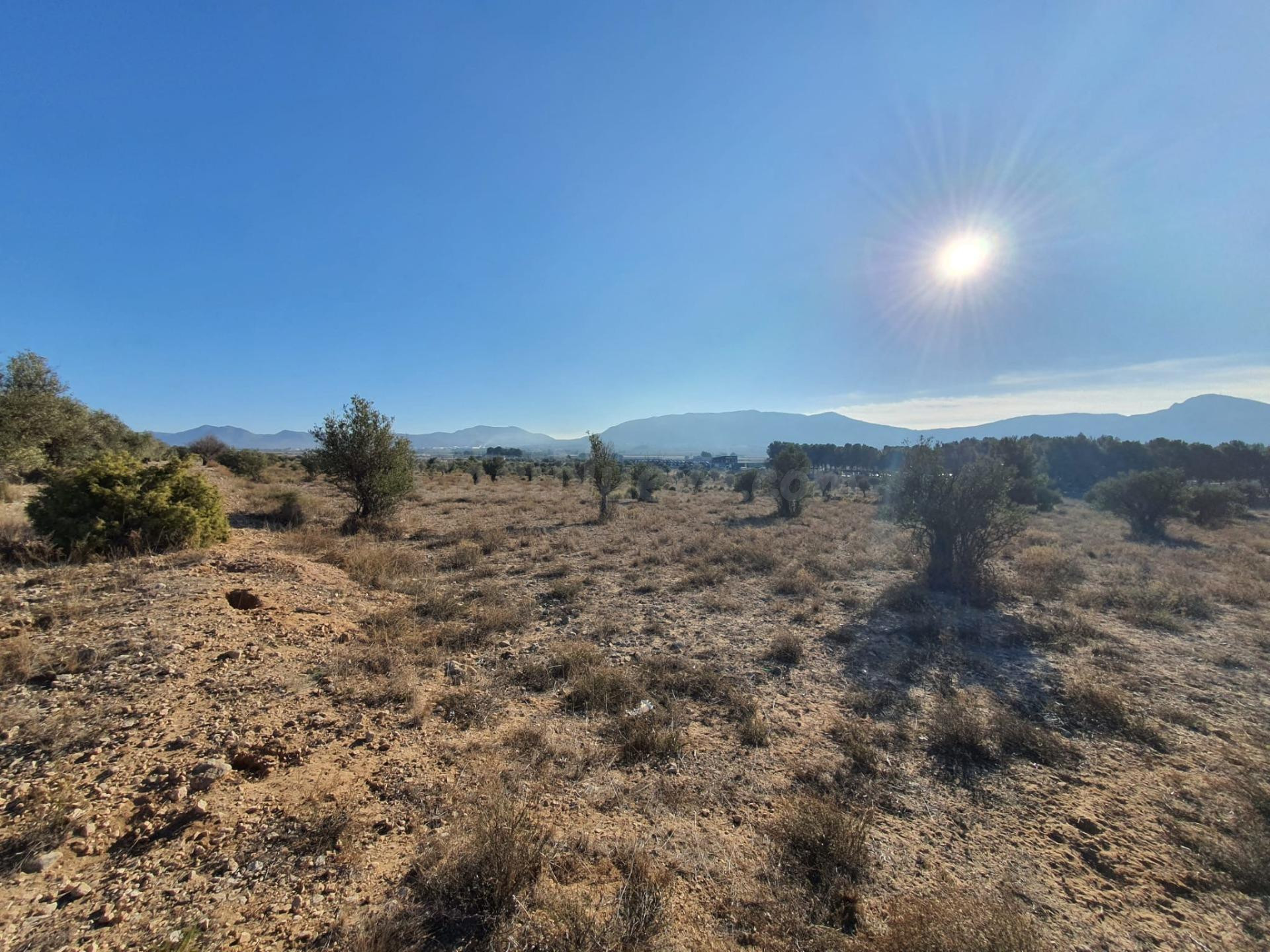 Rustica de 18.832m2 cerca de Villena - foto 2