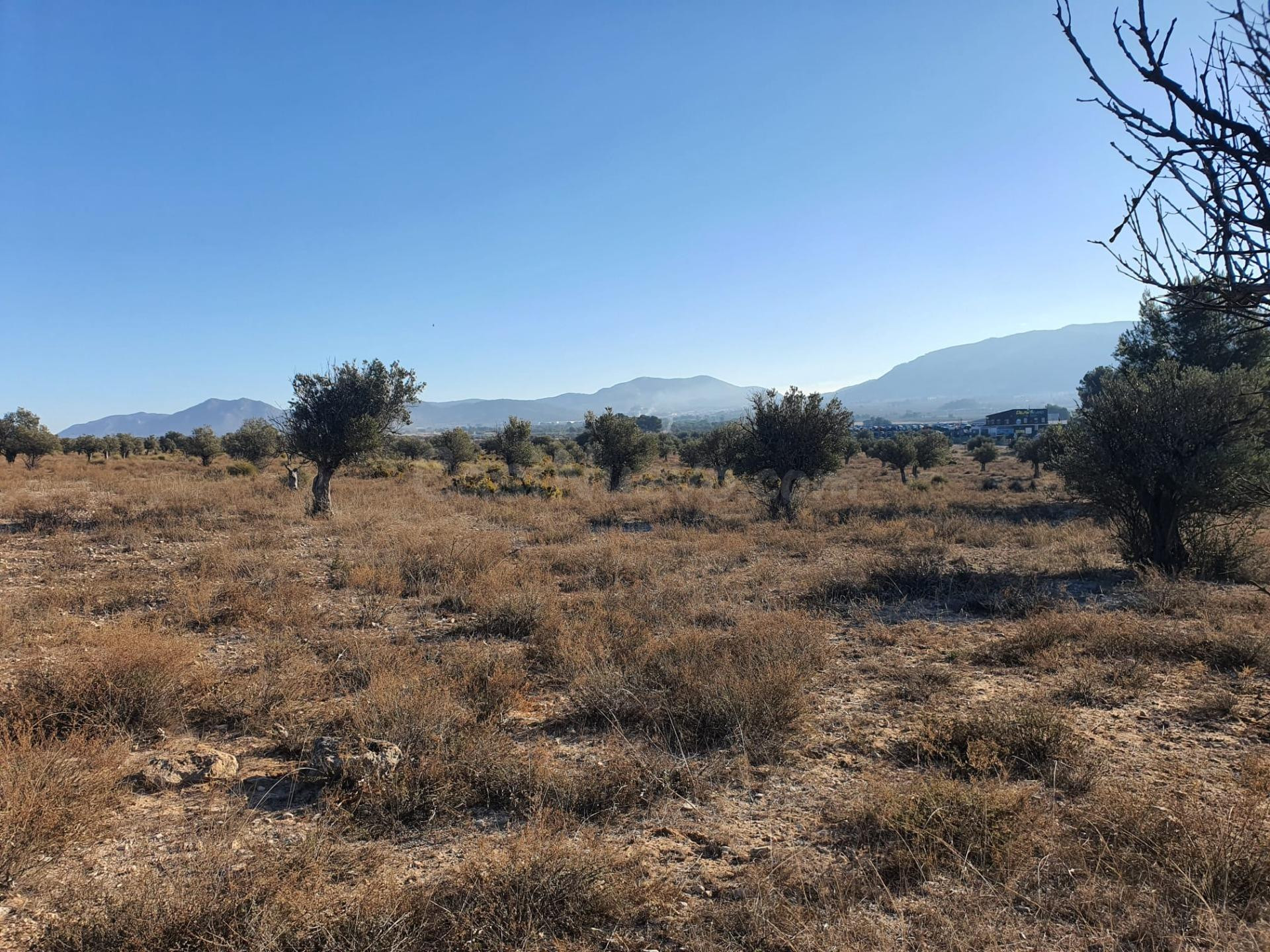 Rustica de 18.832m2 cerca de Villena - foto 3