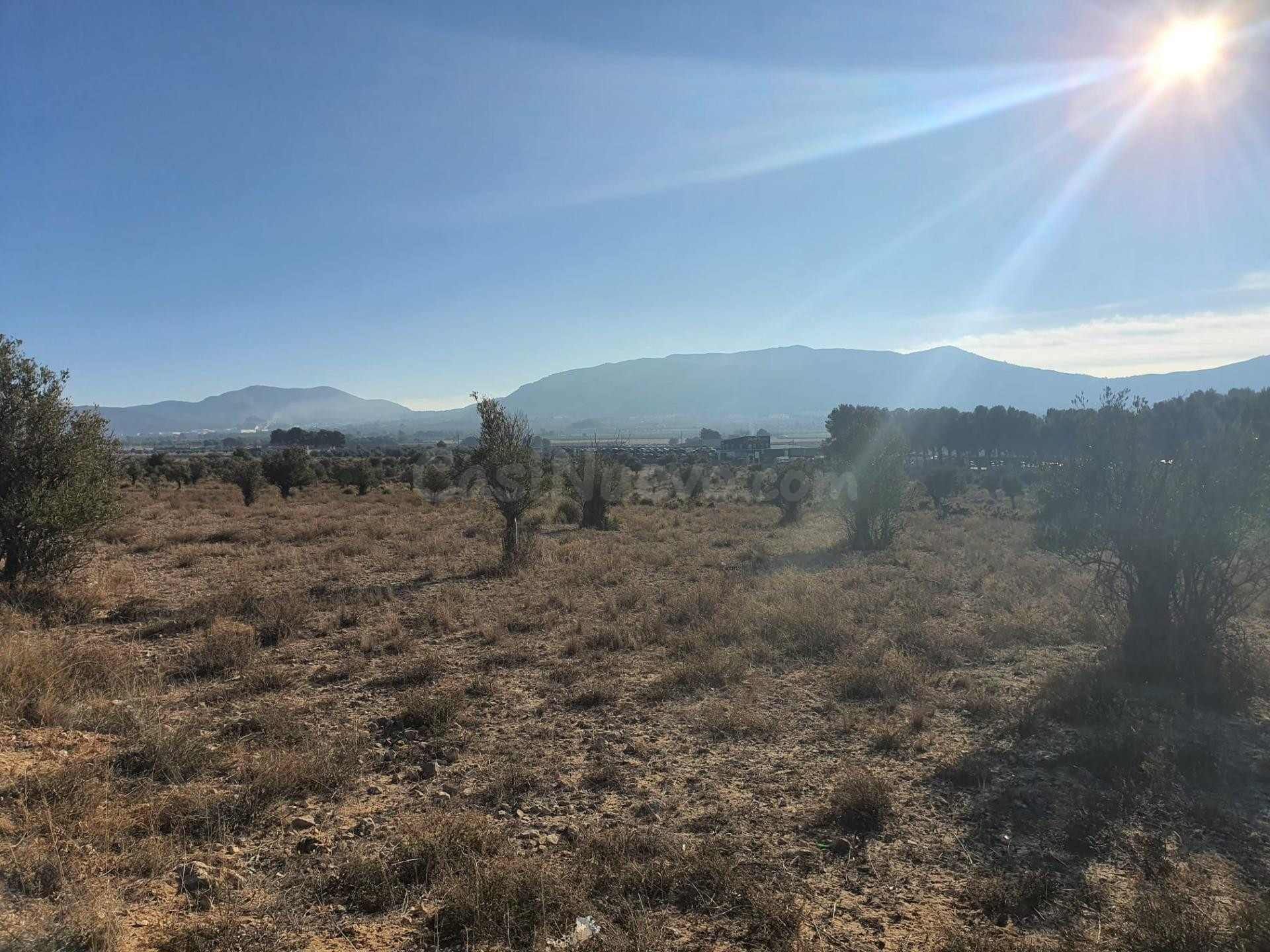 Rustica de 18.832m2 cerca de Villena - foto 4