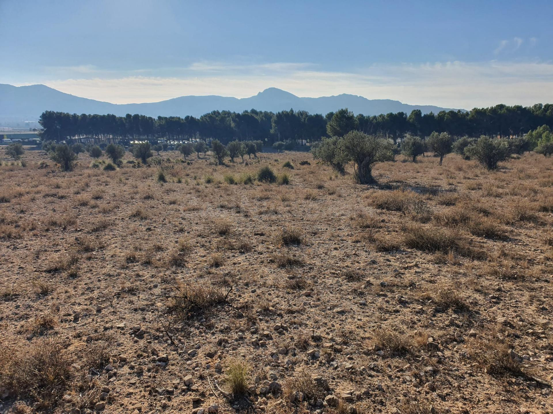 Rustica de 18.832m2 cerca de Villena - foto 5