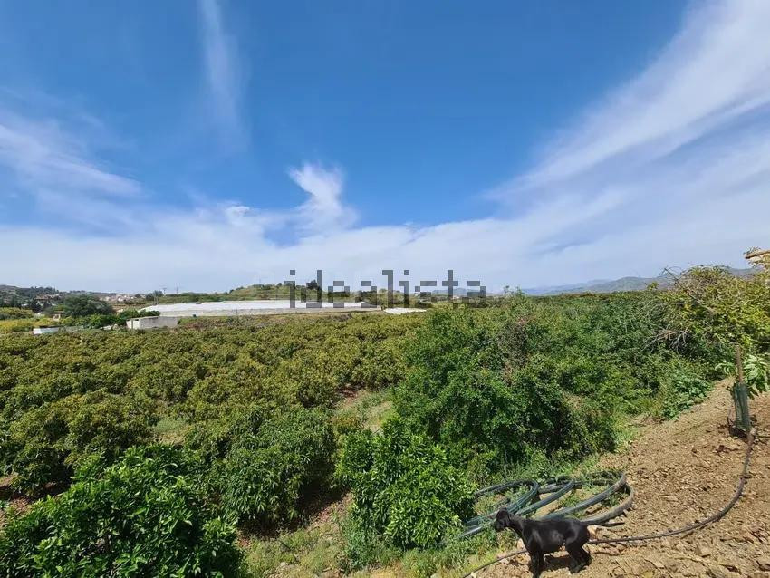 Terreno de 51.686 m2 de Plantación de Aguacates con vivienda