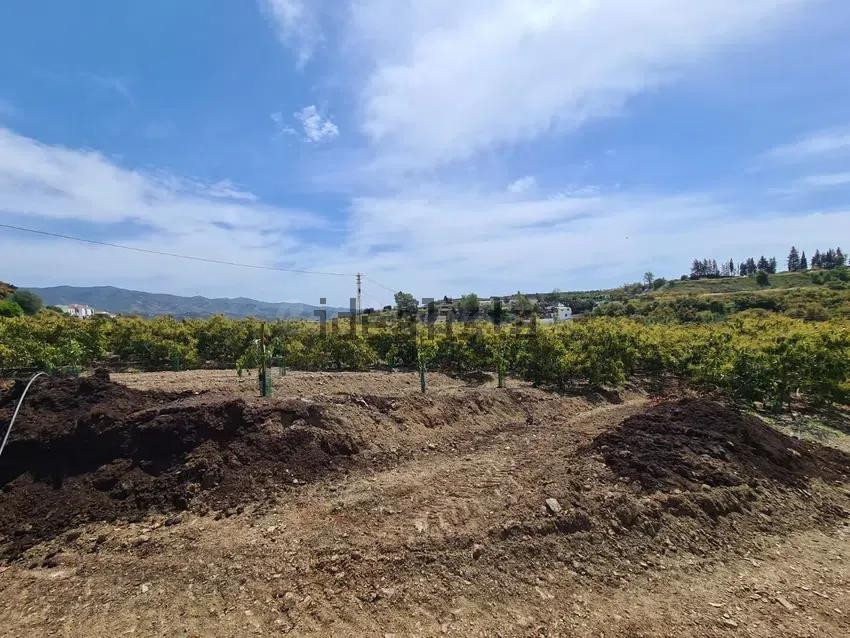 Terreno de 51.686 m2 de Plantación de Aguacates con vivienda - foto 2