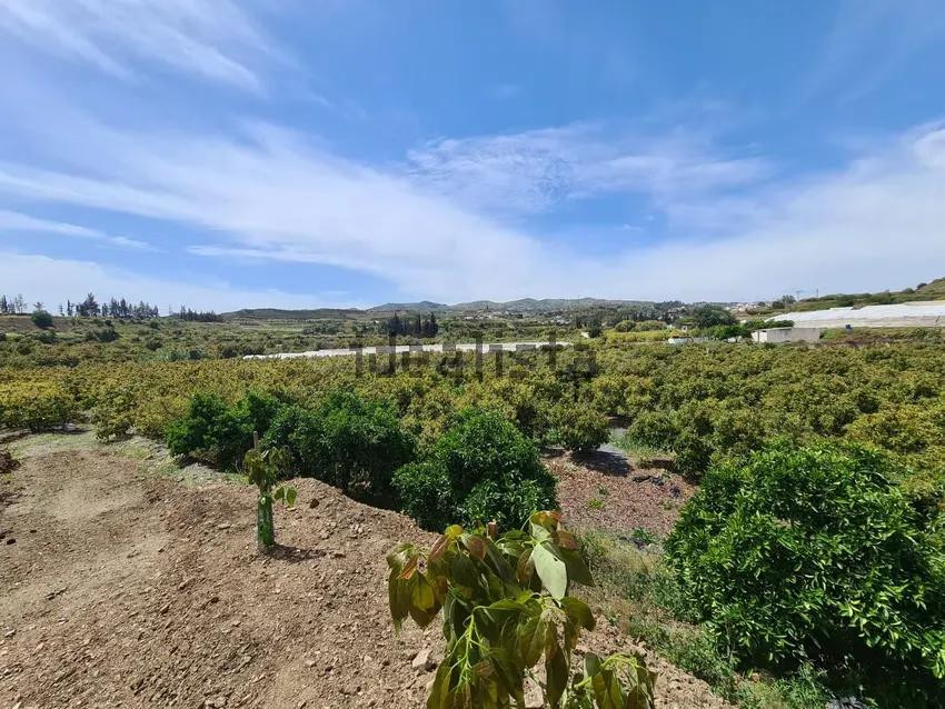 Terreno de 51.686 m2 de Plantación de Aguacates con vivienda - foto 3