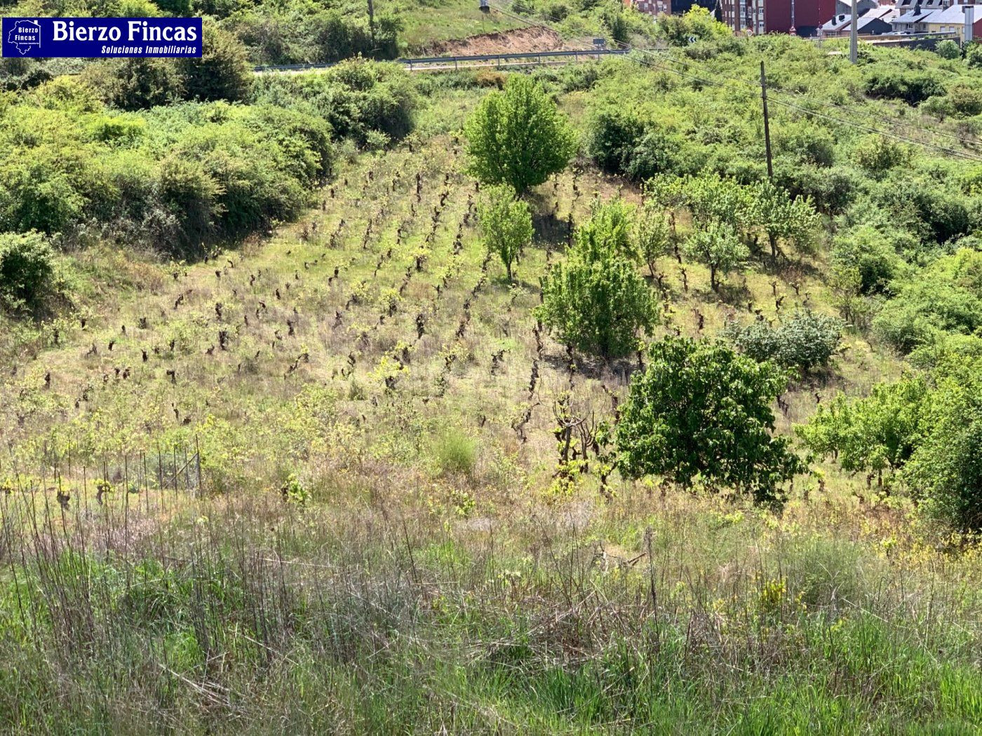 SE VENDE FINCA RÚSTICA CON CASITA EN LA ZONA DE BEMBIBRE - foto 4