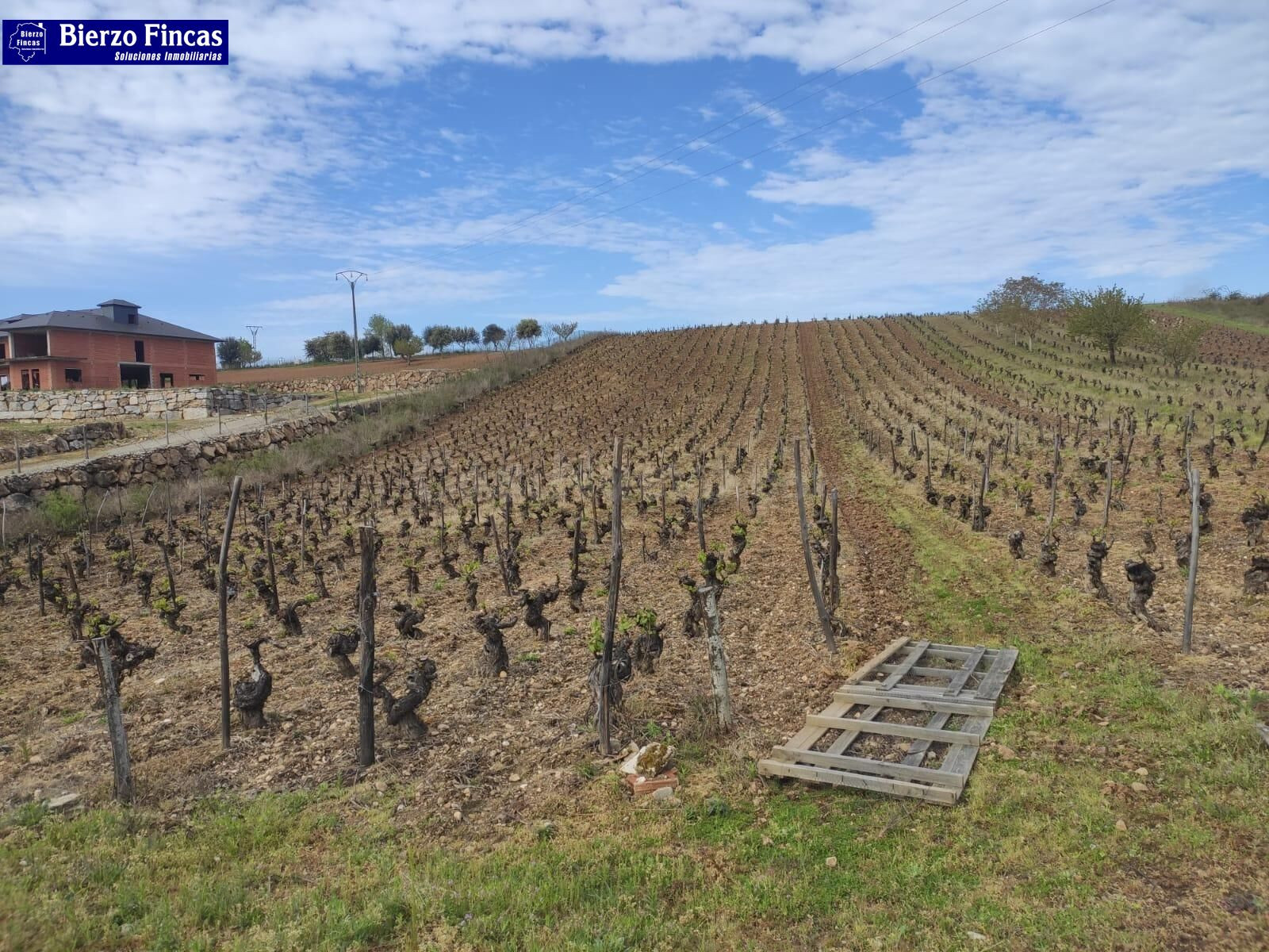 VIÑEDO VIEJO DE  SOLANA, SEPA MENCIAS Y JEREZ BLANCA. 4 HECT