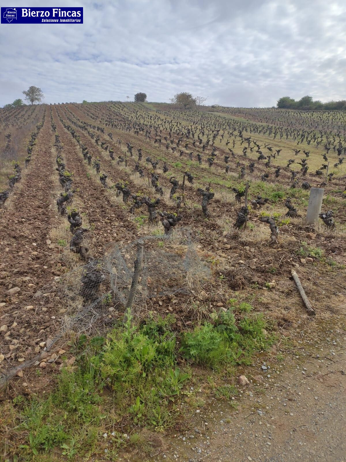 VIÑEDO VIEJO DE  SOLANA, SEPA MENCIAS Y JEREZ BLANCA. 4 HECT - foto 2