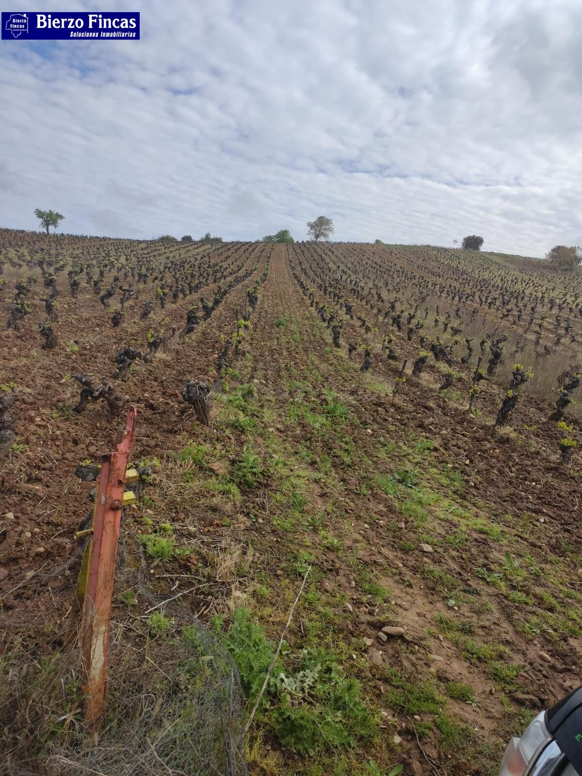 VIÑEDO VIEJO DE  SOLANA, SEPA MENCIAS Y JEREZ BLANCA. 4 HECT - foto 3