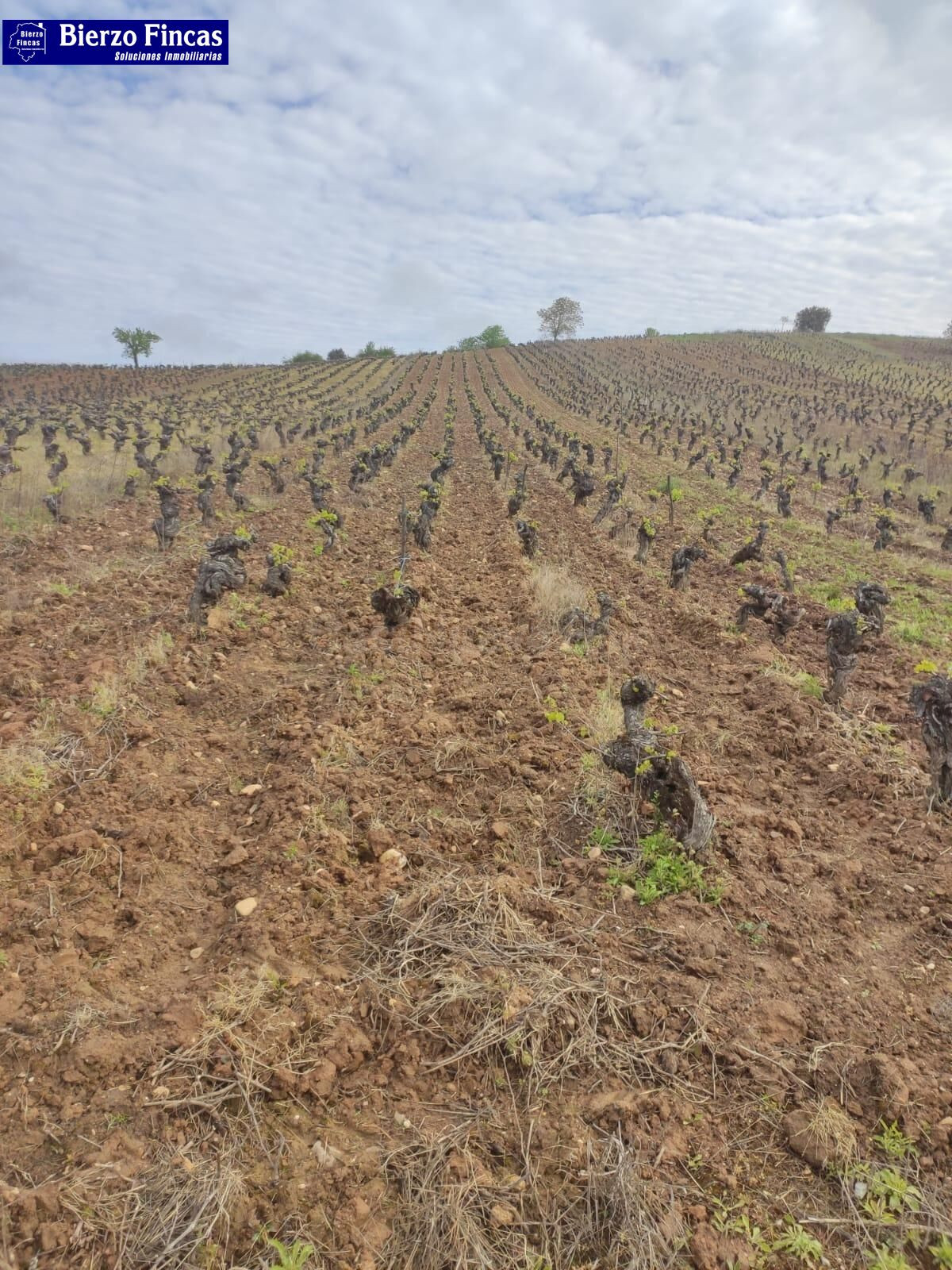VIÑEDO VIEJO DE  SOLANA, SEPA MENCIAS Y JEREZ BLANCA. 4 HECT - foto 4