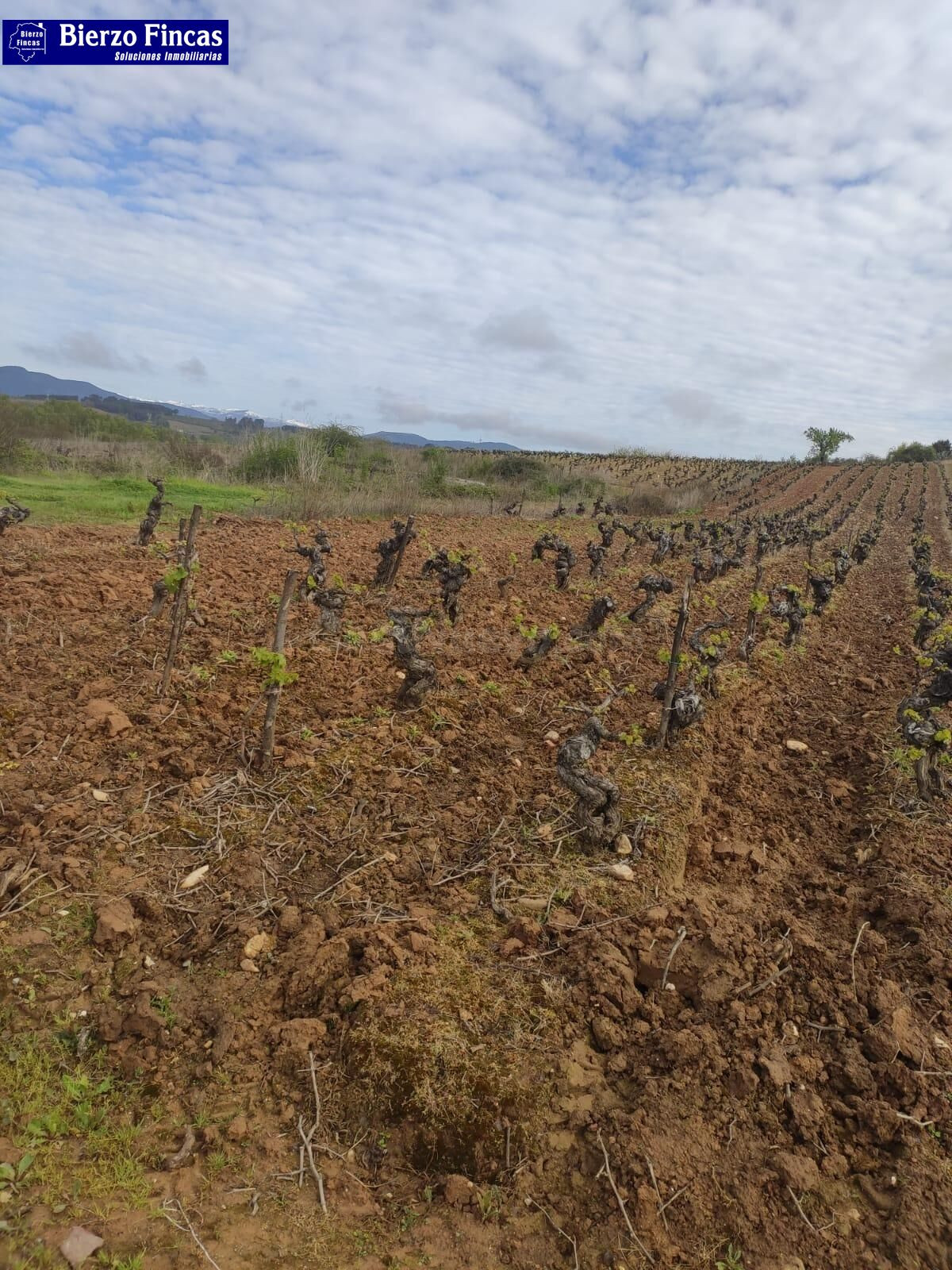 VIÑEDO VIEJO DE  SOLANA, SEPA MENCIAS Y JEREZ BLANCA. 4 HECT - foto 5