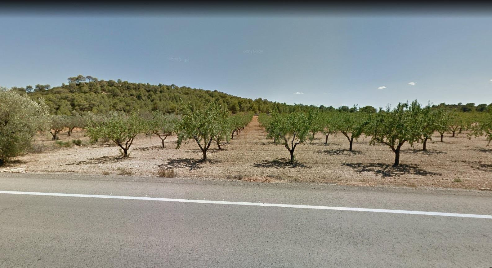 Venta de Finca Rústica en Casinos: Almendros en Producción y
