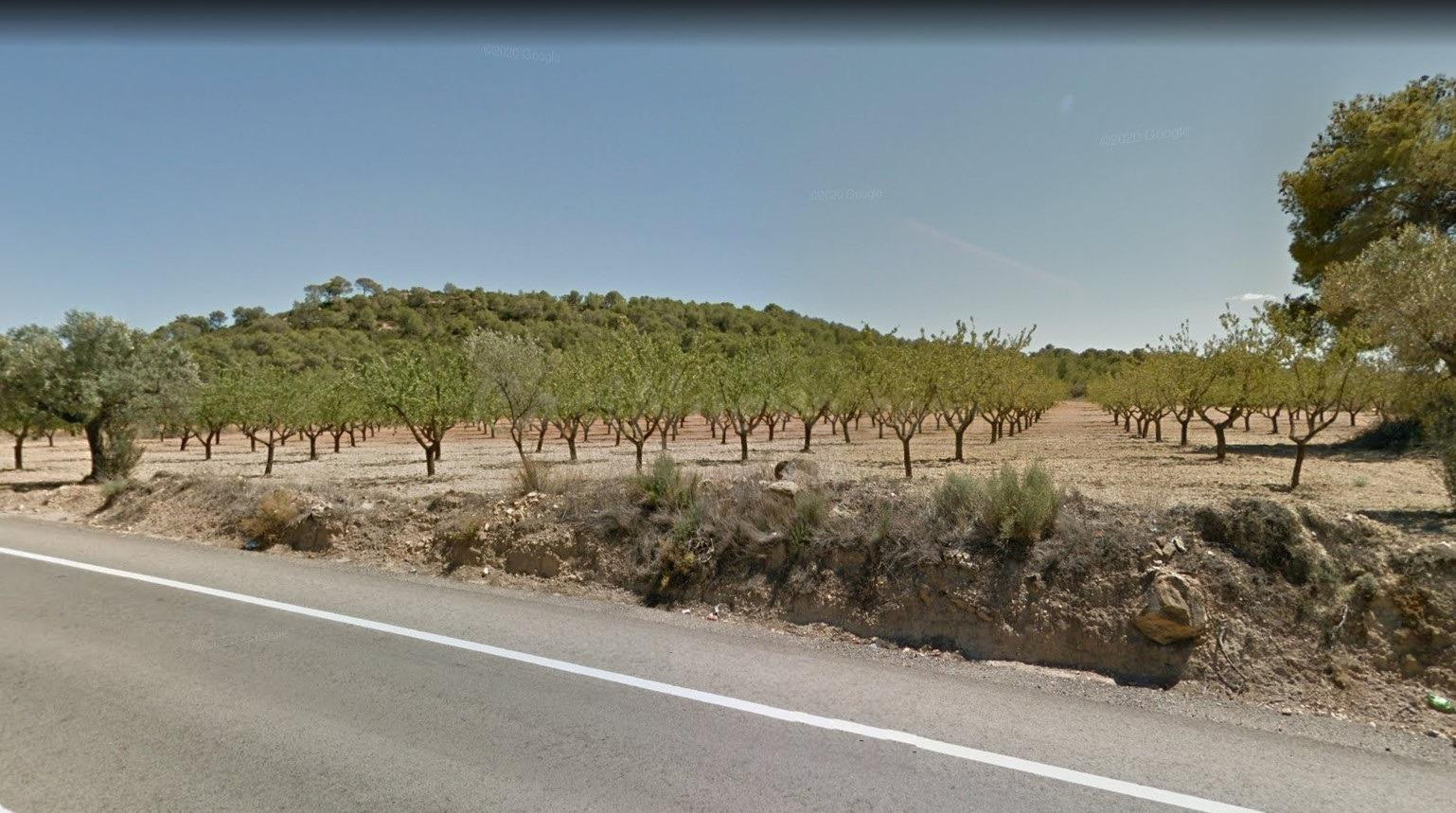 Venta de Finca Rústica en Casinos: Almendros en Producción y - foto 2