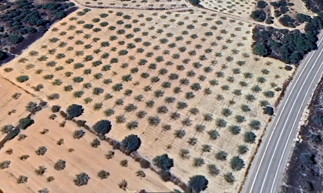 Venta de Finca Rústica en Casinos: Almendros en Producción y - foto 3