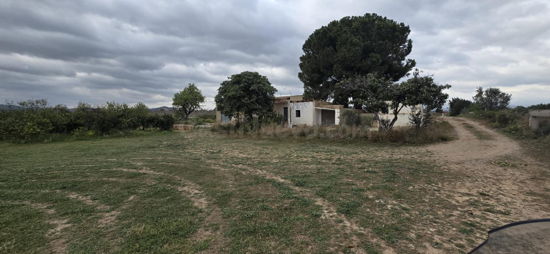 FINCA DE NARANJOS EN LLIRIA