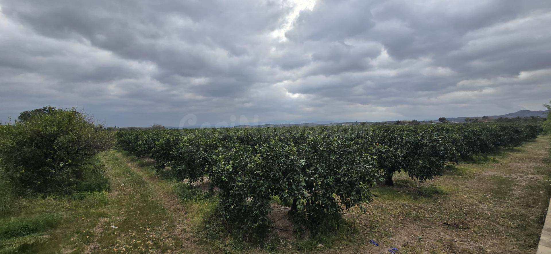 FINCA DE NARANJOS EN LLIRIA - foto 5