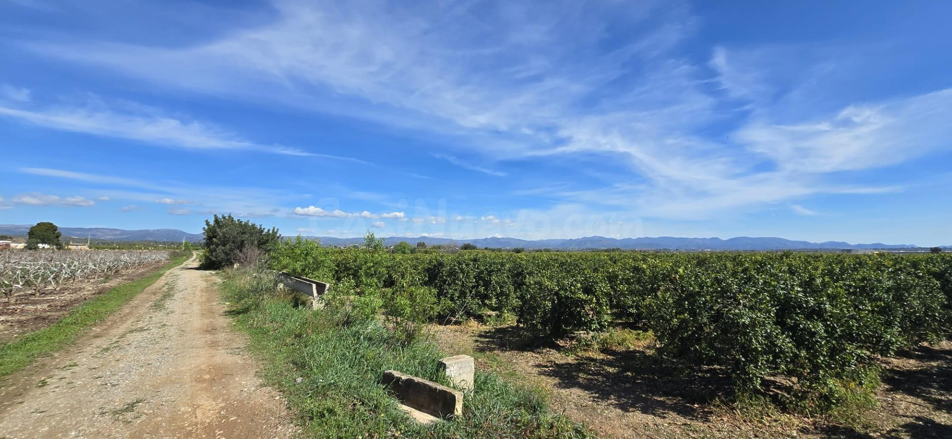 Finca de naranjos en venta Lliria. - foto 2