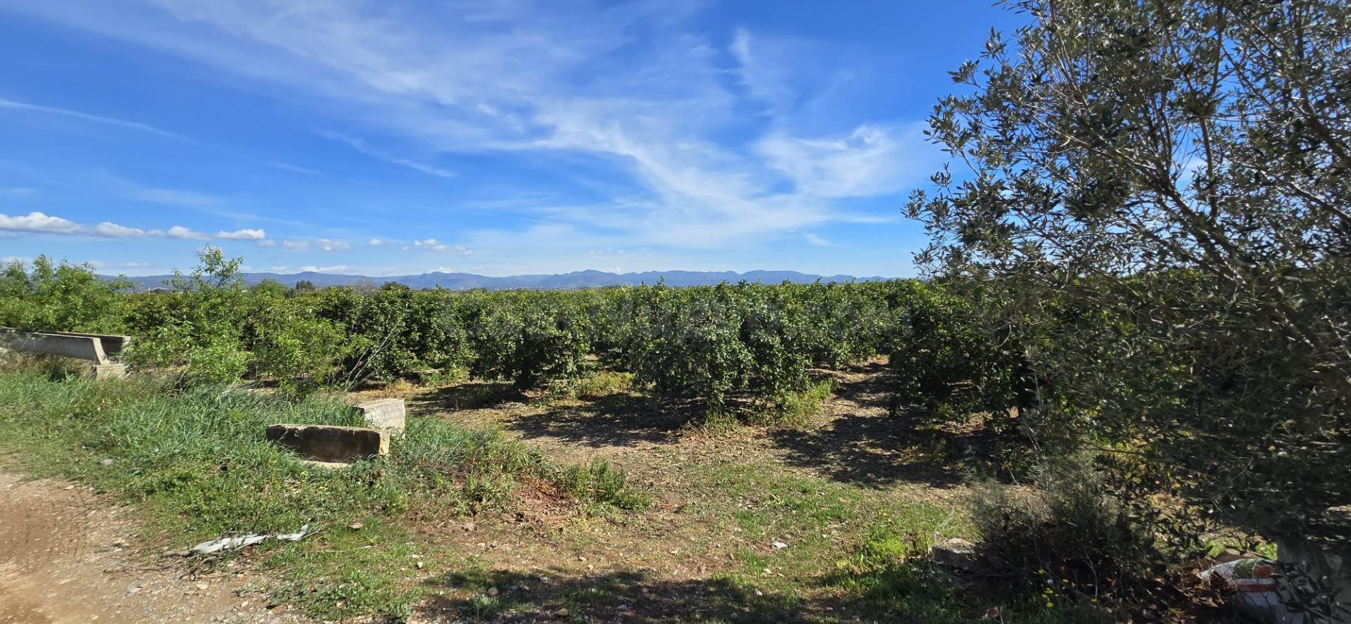 Finca de naranjos en venta Lliria. - foto 3