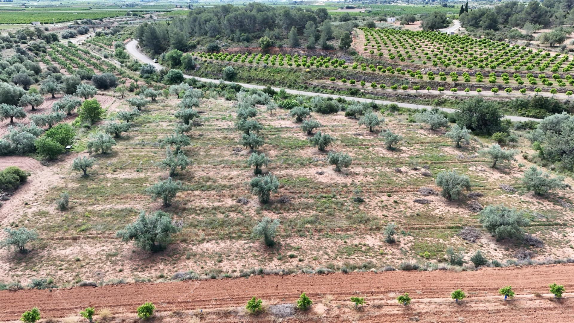 TERRENO RUSTICO - foto 4